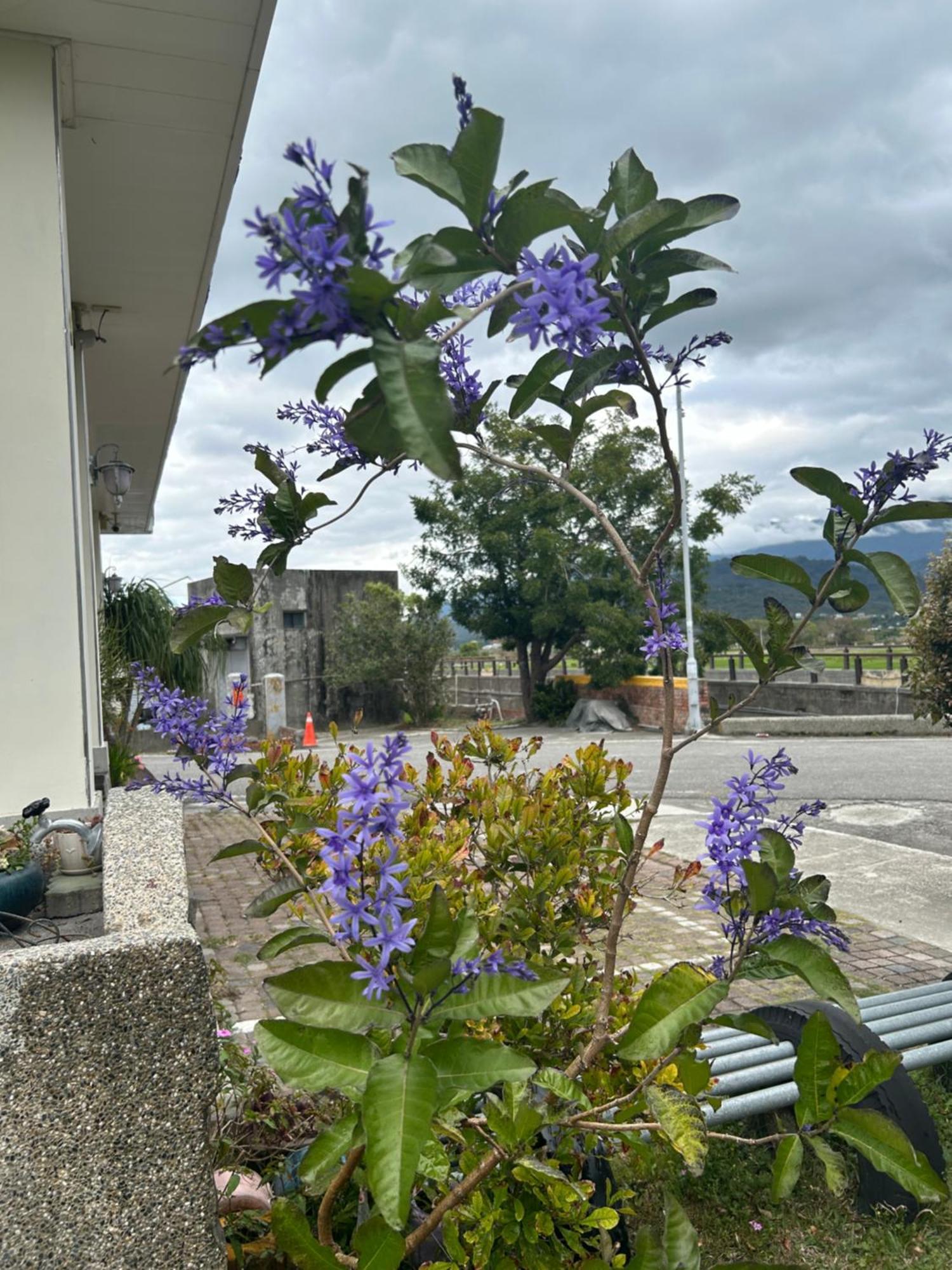 Xian Qing Yu Zhi Homestay Chishang Zewnętrze zdjęcie